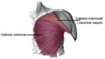 Músculos de la región pectoral