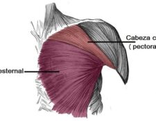 Músculos de la región pectoral