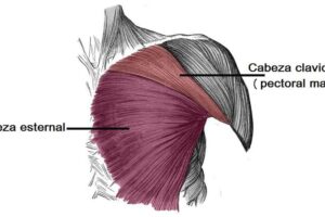 Músculos de la extremidad superior Músculos de la región pectoral