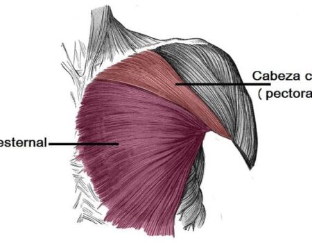 Músculos de la región pectoral