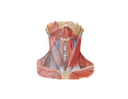 músculos del cuello