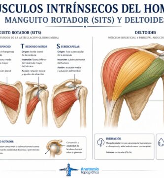 Músculos intrínsecos del hombro: manguito rotador (SITS) y deltoides