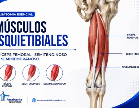 Músculos isquiotibiales: bíceps femoral, semitendinoso y semimembranoso