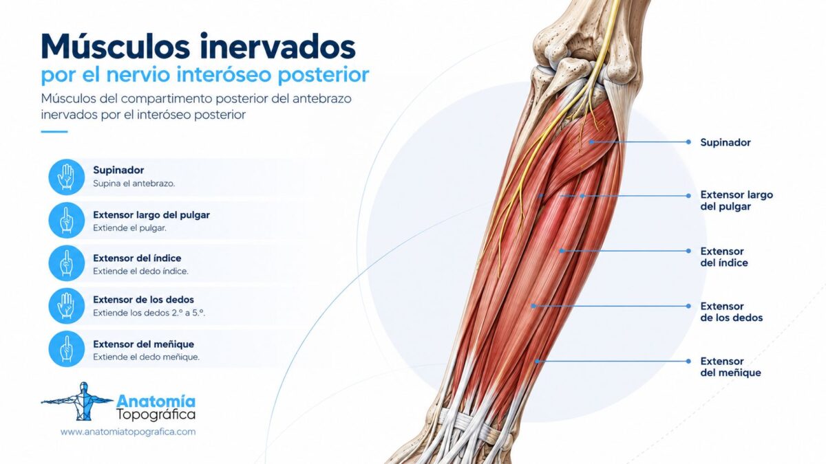 Músculos del compartimento posterior del antebrazo inervados por el interóseo posterior