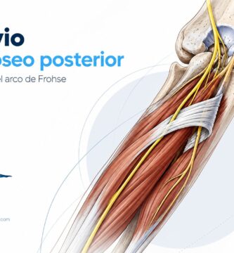 Nervio interóseo posterior: origen tras el arco de Frohse