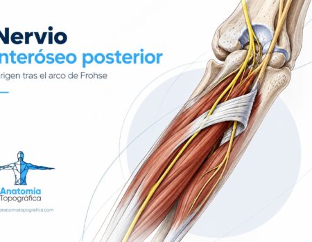 Nervio interóseo posterior: origen, inervación y curso Nervio interóseo posterior: origen tras el arco de Frohse