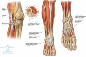 Nervio peroneo profundo: trayecto desde el cuello del peroné hasta el pie