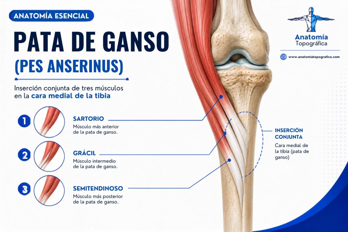 Pata de ganso (pes anserinus): sartorio, grácil y semitendinoso