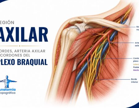 Región axilar: anatomía, bordes, contenido y patología Región axilar: bordes, arteria axilar y cordones del plexo braquial