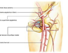 Arteria epigástrica inferior