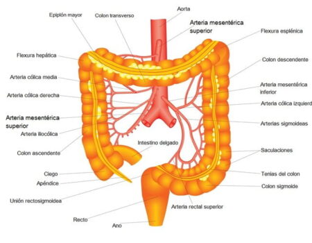 Arteria mesentérica superior