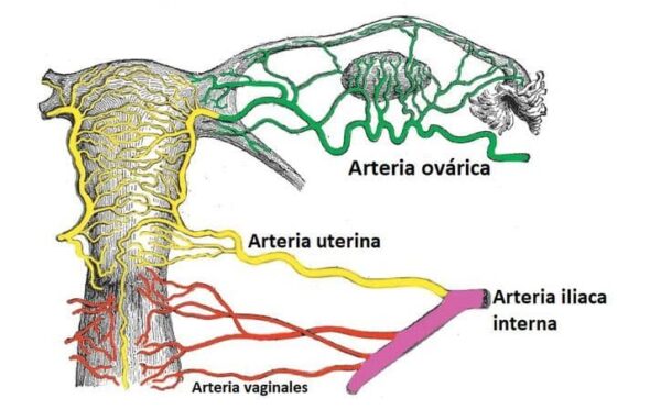 Arteria ovárica