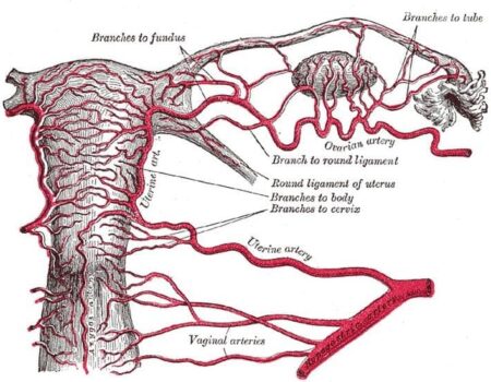 Arteria uterina Arteria uterina