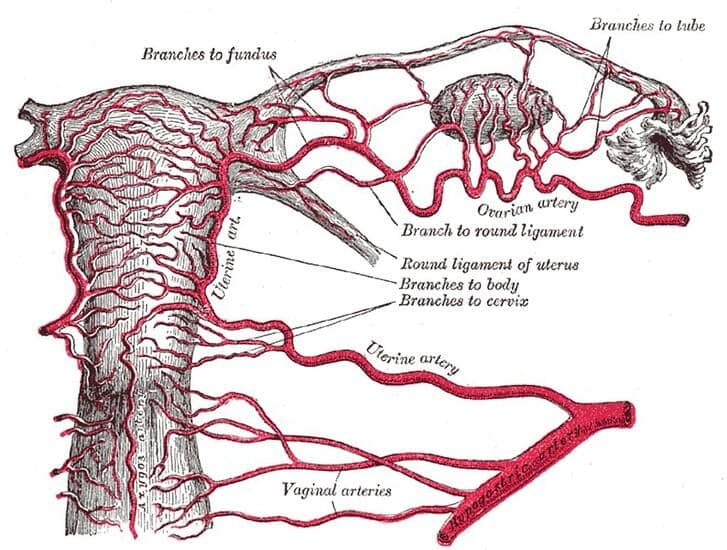 Arteria uterina