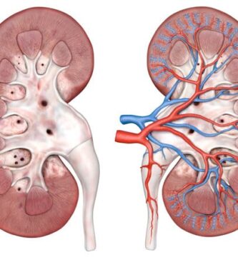 arteria renal