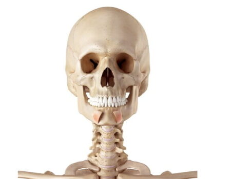 Músculos de la expresión facial depresor del labio inferior