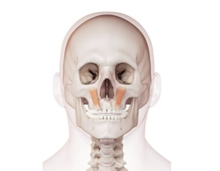 Músculos de la expresión facial Músculo elevador del labio superior