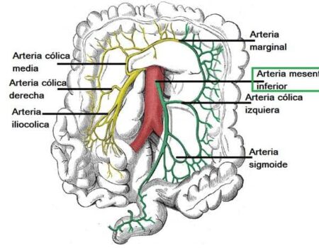 arteria mesentérica inferior