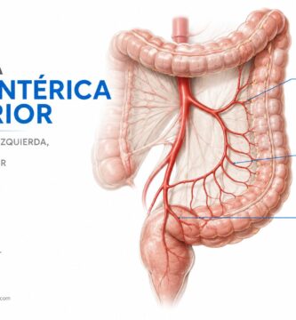Arteria mesentérica inferior: ramas cólica izquierda, sigmoideas y rectal superior