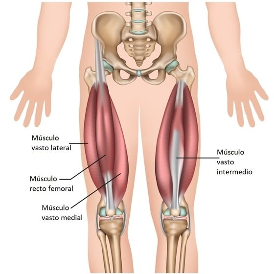 Músculo cuádriceps femoral