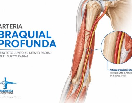 Arteria braquial profunda: trayecto junto al nervio radial en el surco radial
