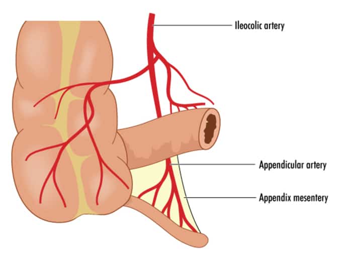 Arteria ileocólica arteria ileocólica