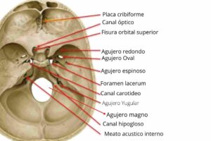 Agujeros del cráneo