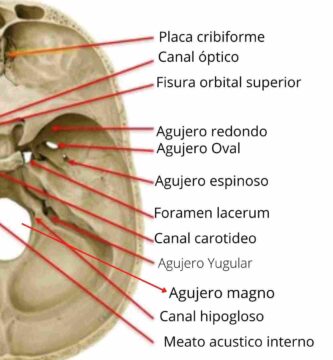 Agujeros y fisuras del cráneo y su anatomía Agujeros del cráneo