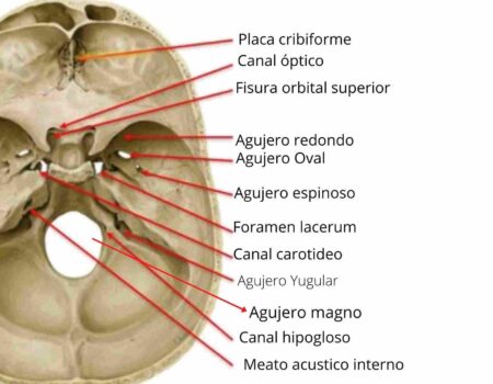 Agujeros del cráneo
