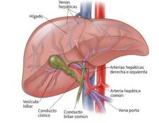 arteria hepática común