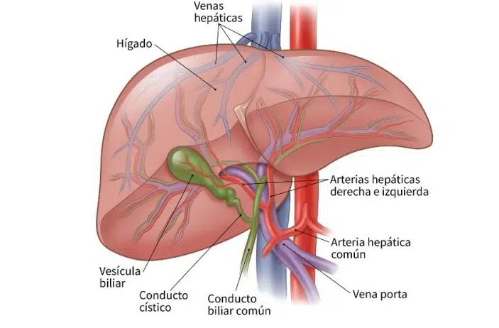 arteria hepática común