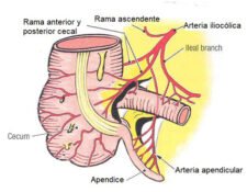 Arteria apendicular