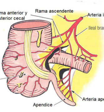 Arteria apendicular