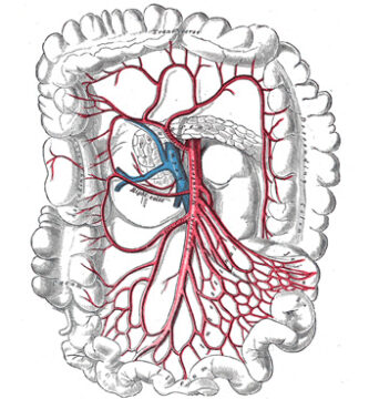 arteria cólica derecha