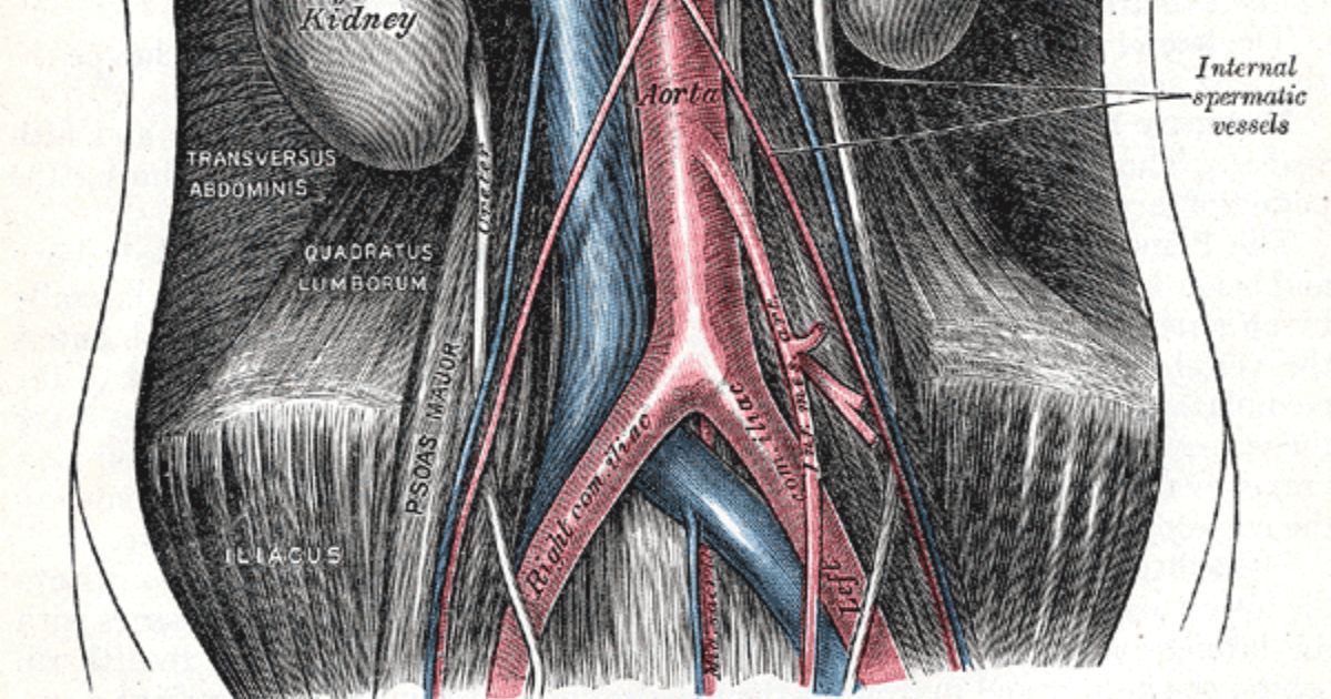 arteria gonadal