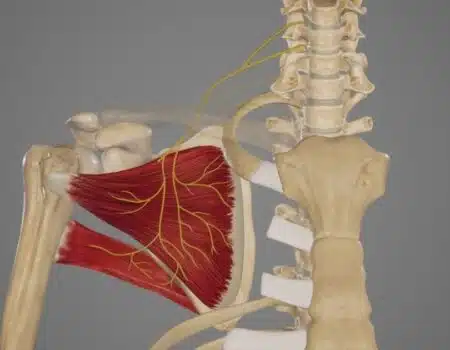 Nervio subescapular
