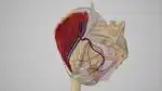 arteria sacra media