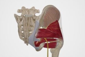 Nervio glúteo superior