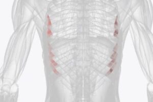 Músculos subcostales