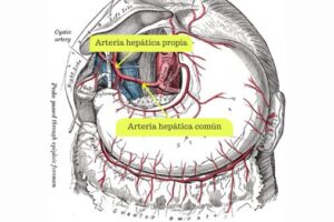Arteria hepática propia