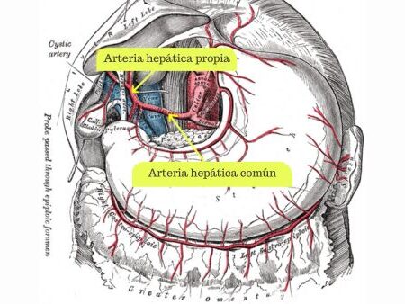 Arteria hepática propia Arteria hepática propia