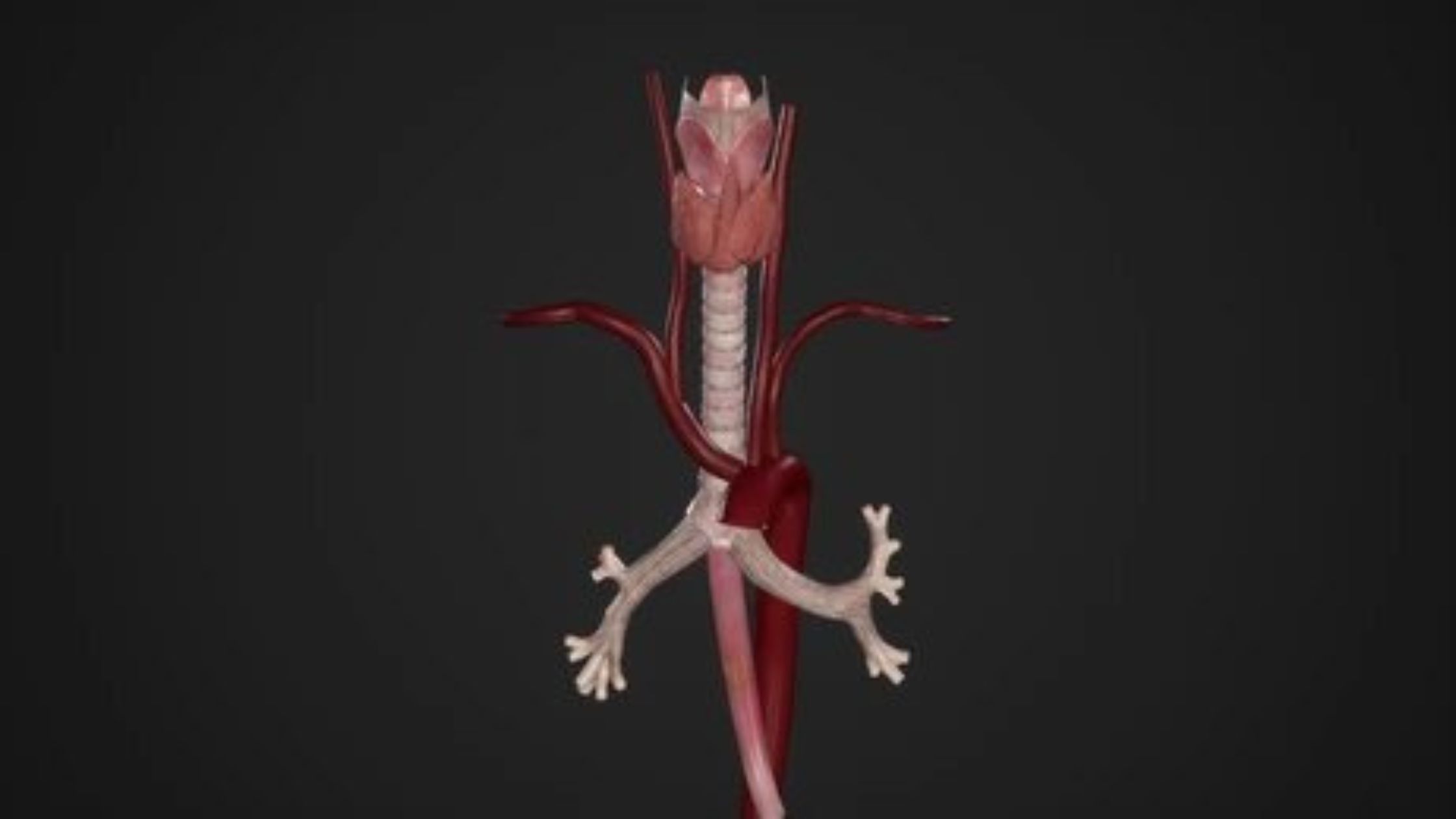 Tráquea (anatomía, irrigación, inervación y función) Tráquea
