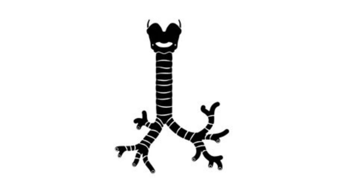 Tráquea (anatomía, irrigación, inervación y función) Tráquea