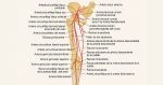 Arteria Genicular Descendente
