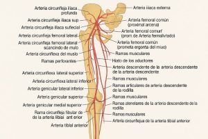 Arteria Genicular Descendente