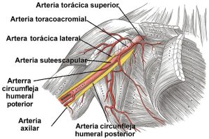Arteria Toracoacromial