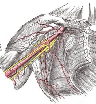 Arteria Toracoacromial