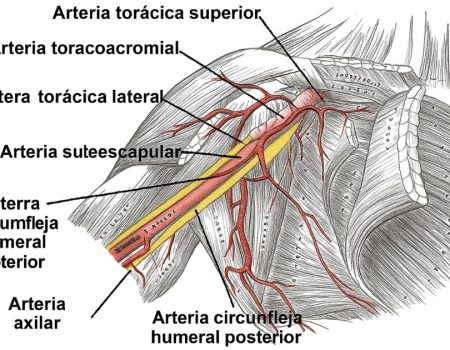 Arteria Toracoacromial Arteria Toracoacromial