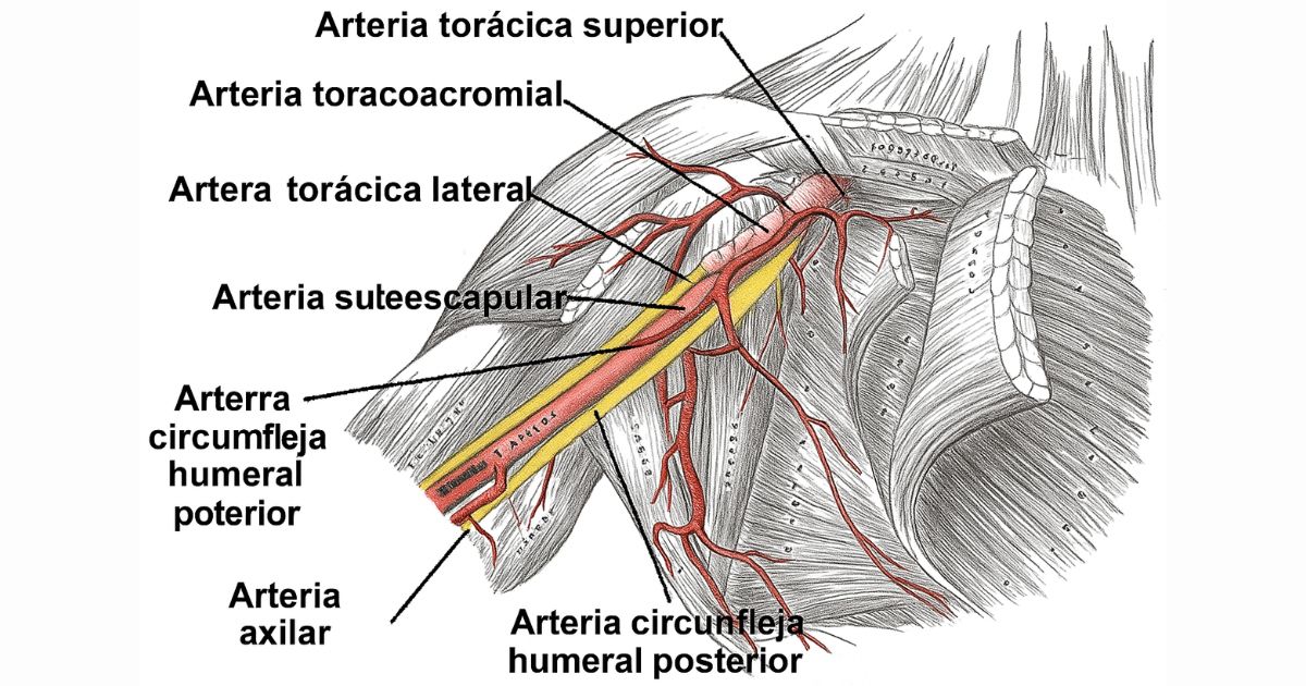 Arteria Toracoacromial Arteria Toracoacromial