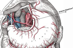 Arteria gástrica derecha